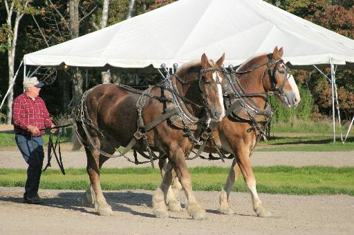 horses_CRW_0306 (1).JPG   -   Horses at Wildwood Stables in Acadia National Park being prepared for duty pulling carriages along the carriage roads